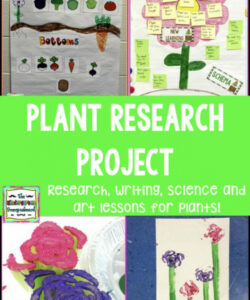 plants research project  research projects kindergarten projects plant activities kindergarten research project template  excel